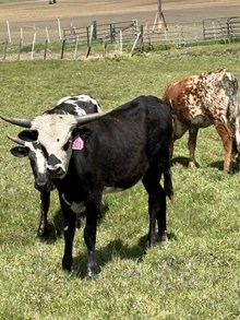 Mr. Blue X Top Notch 24 Heifer