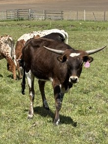 Top Shot 24 Heifer