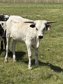 Mr. Blue X Autumn Wind 24 Heifer