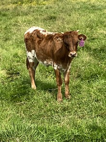 Brindle Lady 23 Heifer