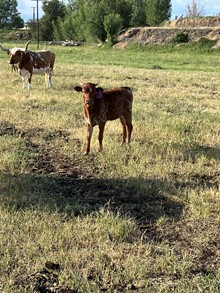 El Camino 23 Heifer