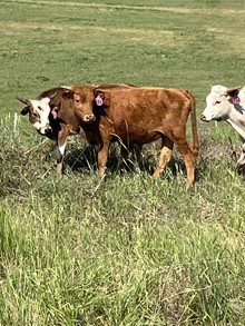 Top Pearl 22 Heifer