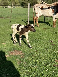 Miss Boomerang 23 Heifer