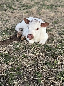 Double Shot X Sea Breeze 26 Heifer