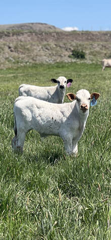 Double Shot X Winnie So 25 Bull