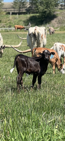 Horn Wine X White Pearl 25 Bull