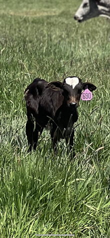 Horn Wine X Fancy Like Edna 25 Heifer
