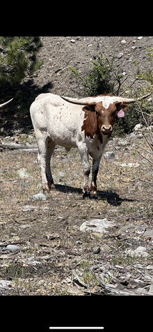 Basco Heifer 24
