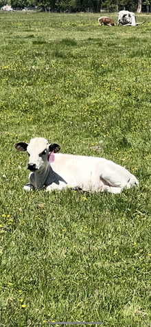 Mr. Blue X Scotch on the Rocks 25 Heifer
