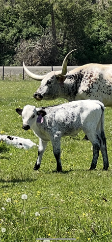 Saddle Up Knight X Misty Happiness 25 Heifer