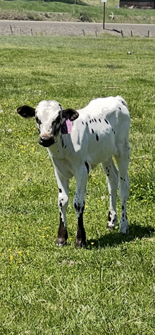 Horn Wine X Spice 25 Heifer