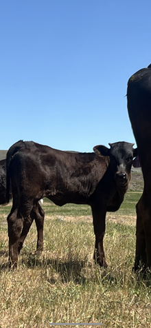 Horn Wine X Lucille 25 Heifer