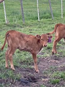 Pearl Dove 23 Heifer