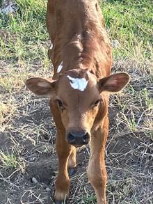 Gus's Belle 23 Bull