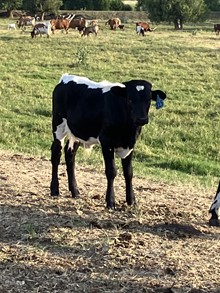 Kobra 23 Bull