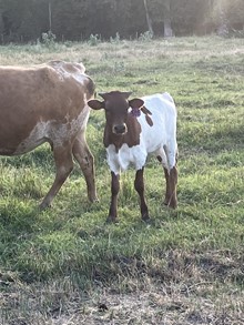 Delilah 23 Heifer