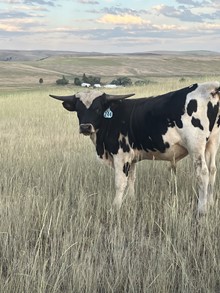 Bull 244