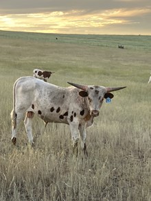 Bull 253