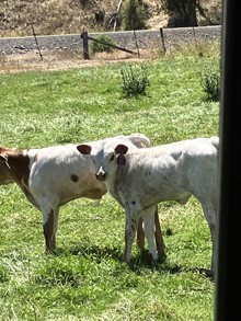 Over Dew 23 Heifer