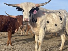 Win W Dew 23 Heifer