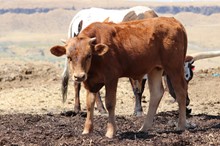 Iron Rose Brindle Bull