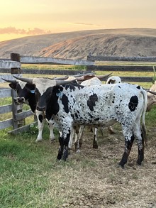 Bull 313