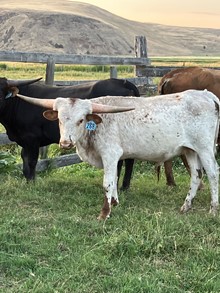 Bull 268
