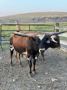 Bull 311