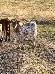 393 Bull 23