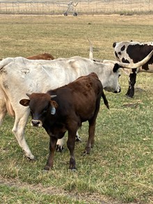 Chex on Sunday 23 Bull
