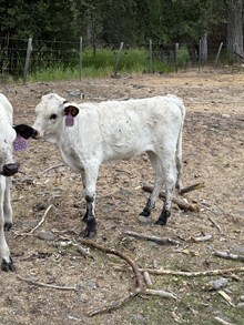 Painted Savage X Surfer Girl 25 Heifer