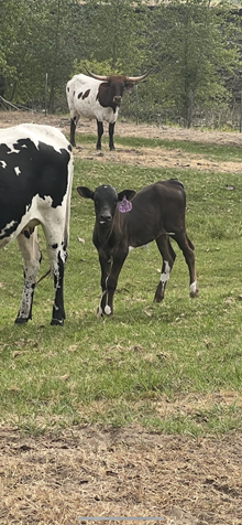 Horn Wine X Roseanne 25 Heifer