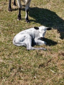 Blue stem heifer