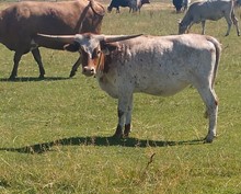 Sweet cowgirl heifer