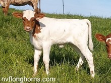 HEIFER