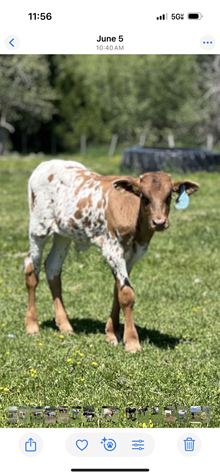 Reckon So X Hot Rosetta 25 Bull