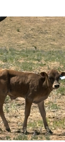 Reckon So X Red Hot 25 Bull