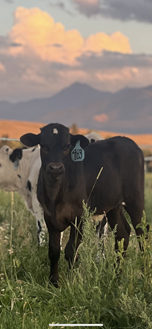 Horn Wine X Topaz 25 Bull