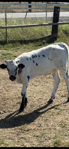 Horn Wine X Spice 25 Heifer