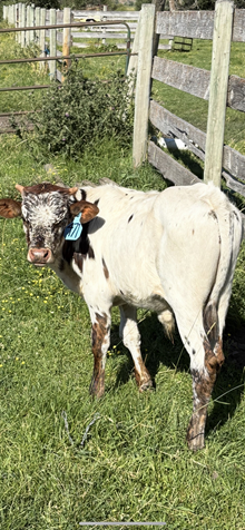 Reckon So X Halo 25 Bull