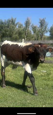 Reckon So X Another All Star 25 Bull 