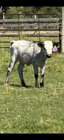 Saddle Up Knight X Misty Happiness 25 Heifer