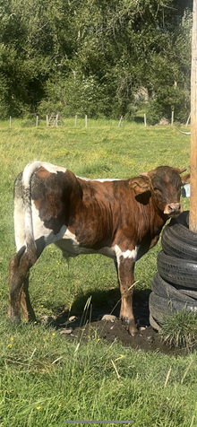 Reckon So X Pepper Chex 25 Bull