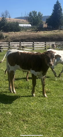 Reckon So X Twist Again 25 Bull