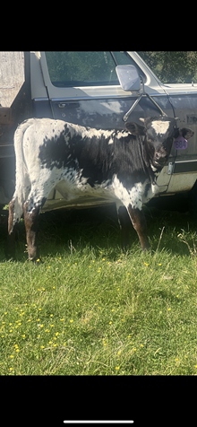 Horn Wine X Top Scotch 25 Heifer
