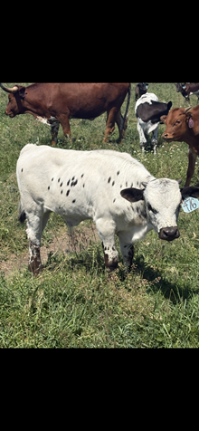 Double Shot X Loaded Cloud 25 Bull