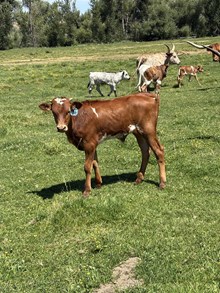 Cowboy Casanova X Diablos Gal 25 Bull