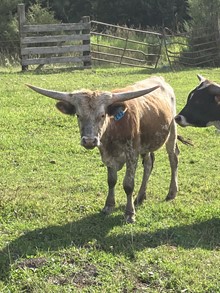 Bull 141