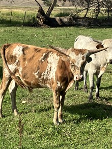 Bull 224