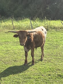 Bull 264
